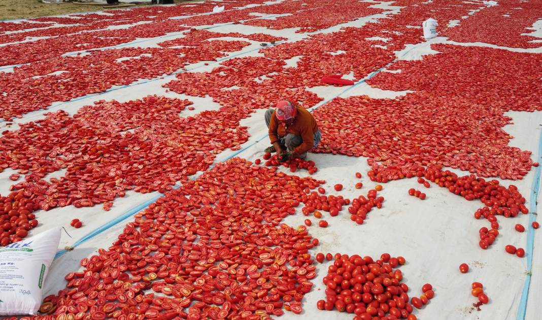 Süphan Dağı’nda yetişiyor 12 kilodan 1 kilo çıkıyor. Türkler 1 kilo bile alamıyor - Resim: 12
